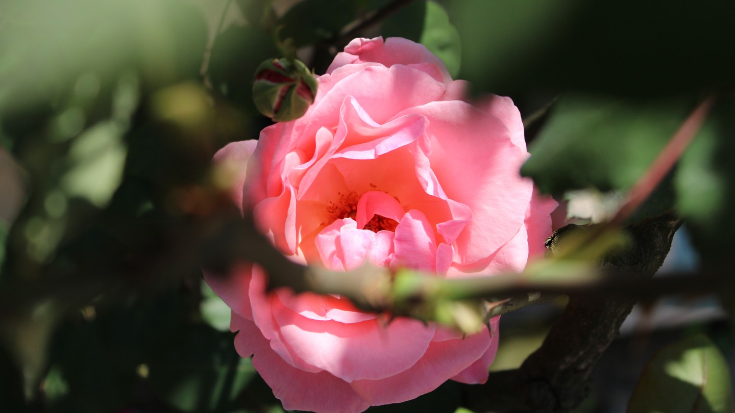 Close-up of a pink rose in sunlight, framed by blurred green leaves and branches.